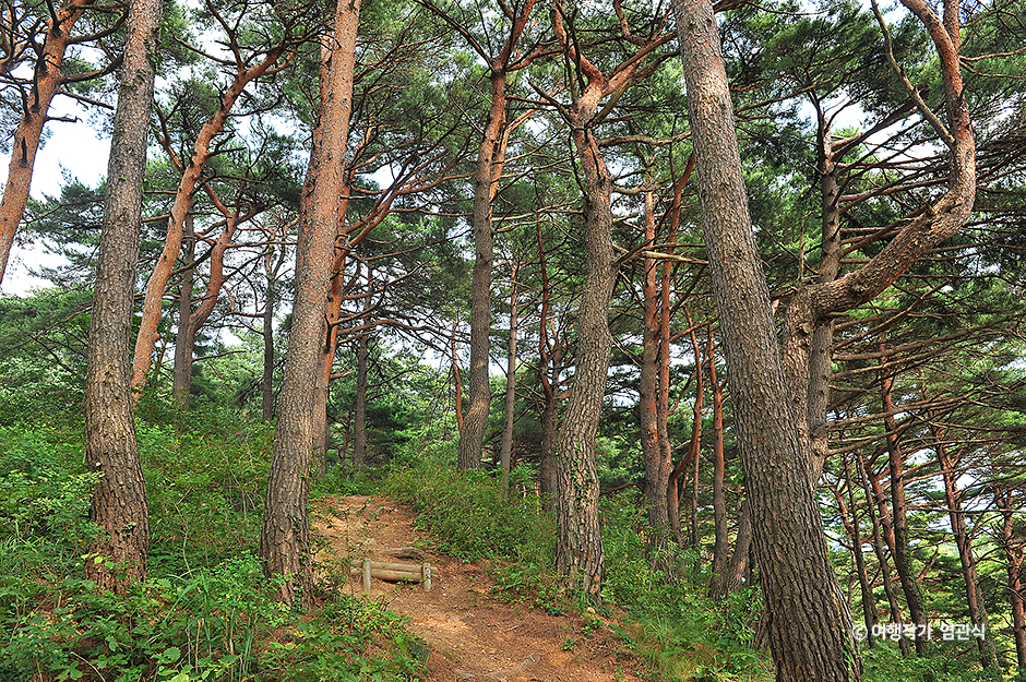 화진포소나무숲산림욕장 여행 추천 - 메고지고 화진포소나무숲산림욕장 여행 추천 - 메고지고