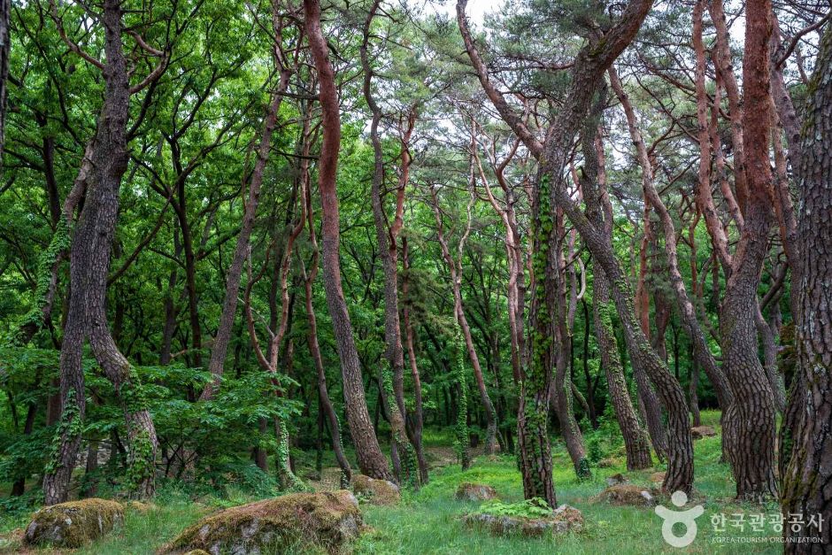 동호숲 여행 추천 - 메고지고 동호숲 여행 추천 - 메고지고