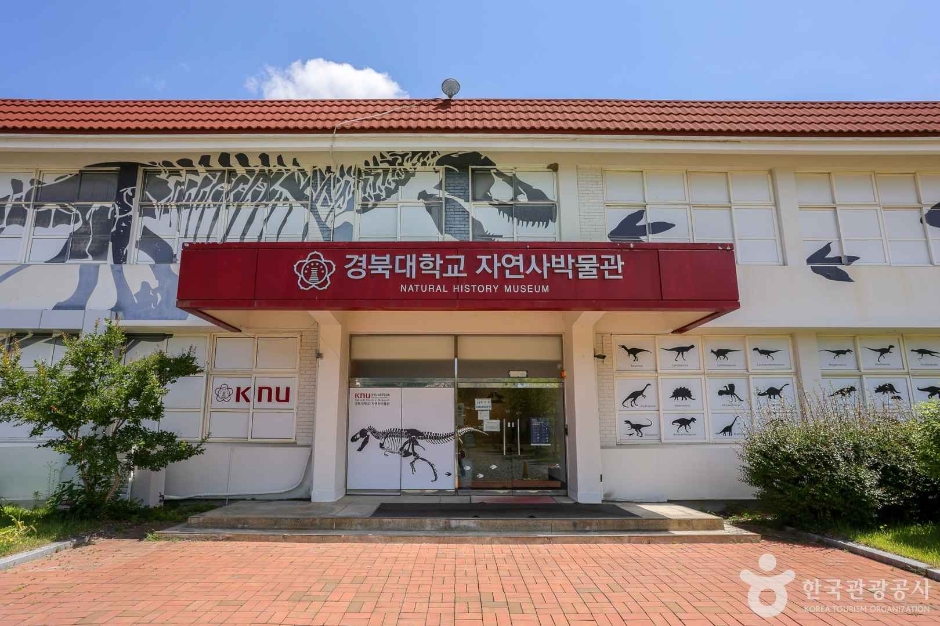 경북대학교자연사박물관 여행 추천 - 메고지고 경북대학교자연사박물관 여행 추천 - 메고지고