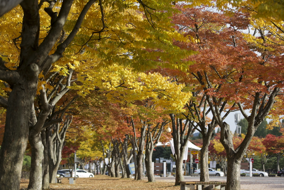 독립기념관단풍나무숲길(단풍나무숲길독립기념관) 여행 추천 - 메고지고 독립기념관단풍나무숲길(단풍나무숲길독립기념관) 여행 추천 - 메고지고