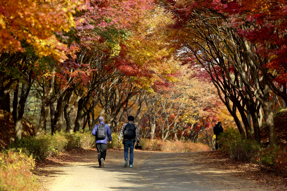 독립기념관단풍나무숲길(단풍나무숲길독립기념관) 여행 추천 - 메고지고 독립기념관단풍나무숲길(단풍나무숲길독립기념관) 여행 추천 - 메고지고