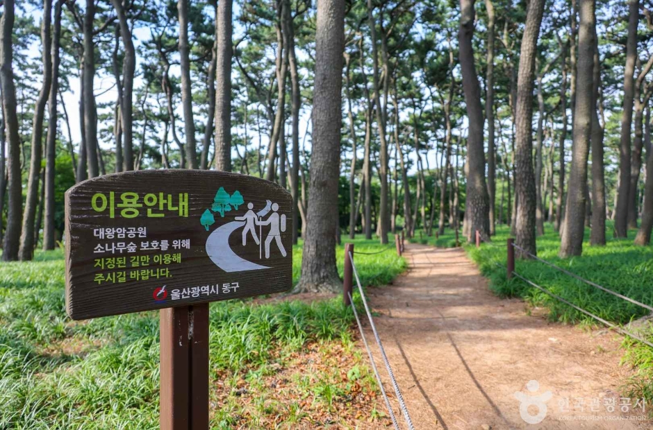 대왕암 송림 여행 추천 - 메고지고 대왕암 송림 여행 추천 - 메고지고