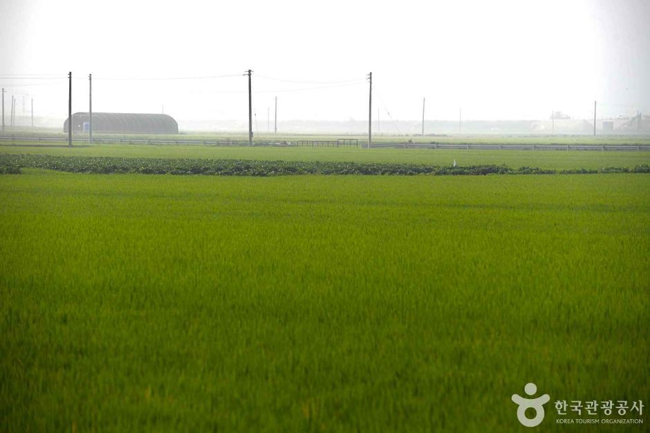 김제평야 여행 추천 - 메고지고