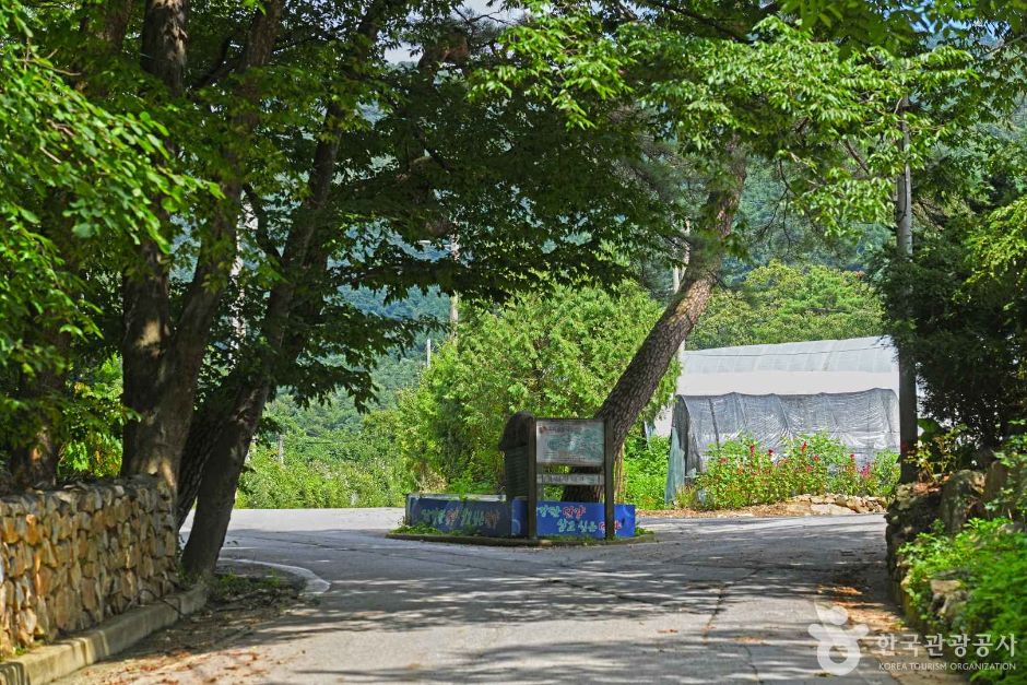 소백산 가리점마을(마조리마을) 여행 추천 - 메고지고 소백산 가리점마을(마조리마을) 여행 추천 - 메고지고