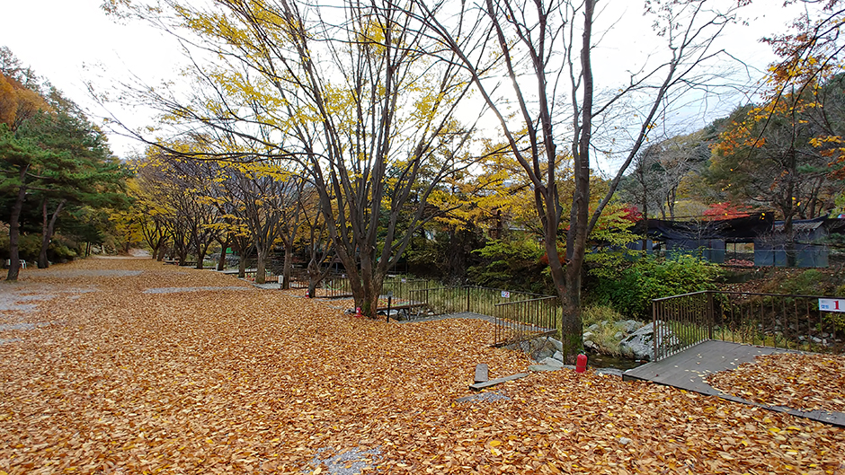 유명산258오토캠핑장 여행 추천 - 메고지고