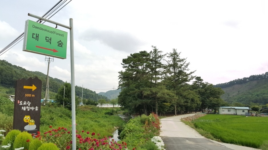 대덕숲유원지 여행 추천 - 메고지고