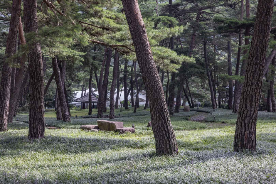 상주 맥문동 솔숲 여행 추천 - 메고지고 상주 맥문동 솔숲 여행 추천 - 메고지고