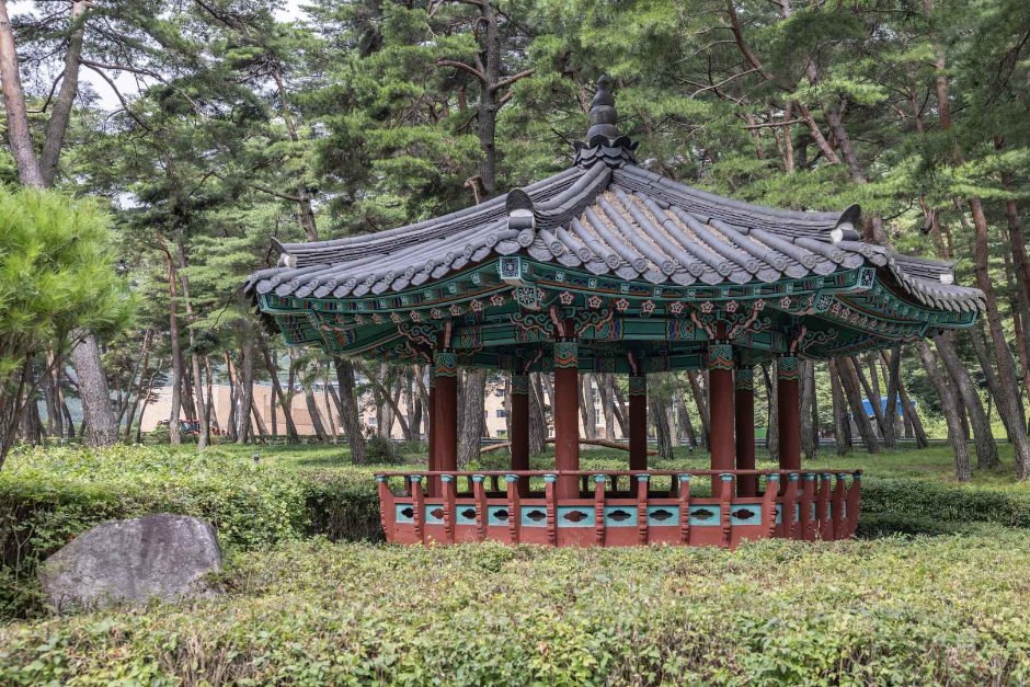 상주 맥문동 솔숲 여행 추천 - 메고지고 상주 맥문동 솔숲 여행 추천 - 메고지고