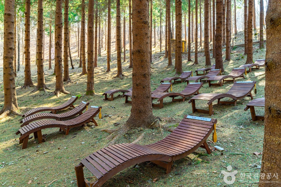 애니포레 여행 추천 - 메고지고