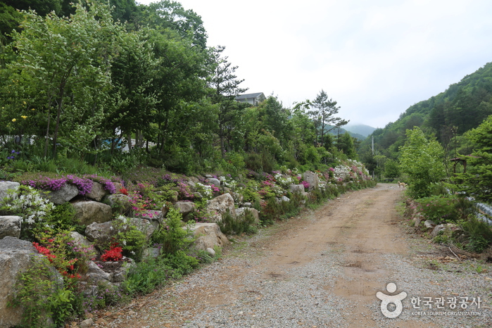 계방산(홍천) 여행 추천 - 메고지고