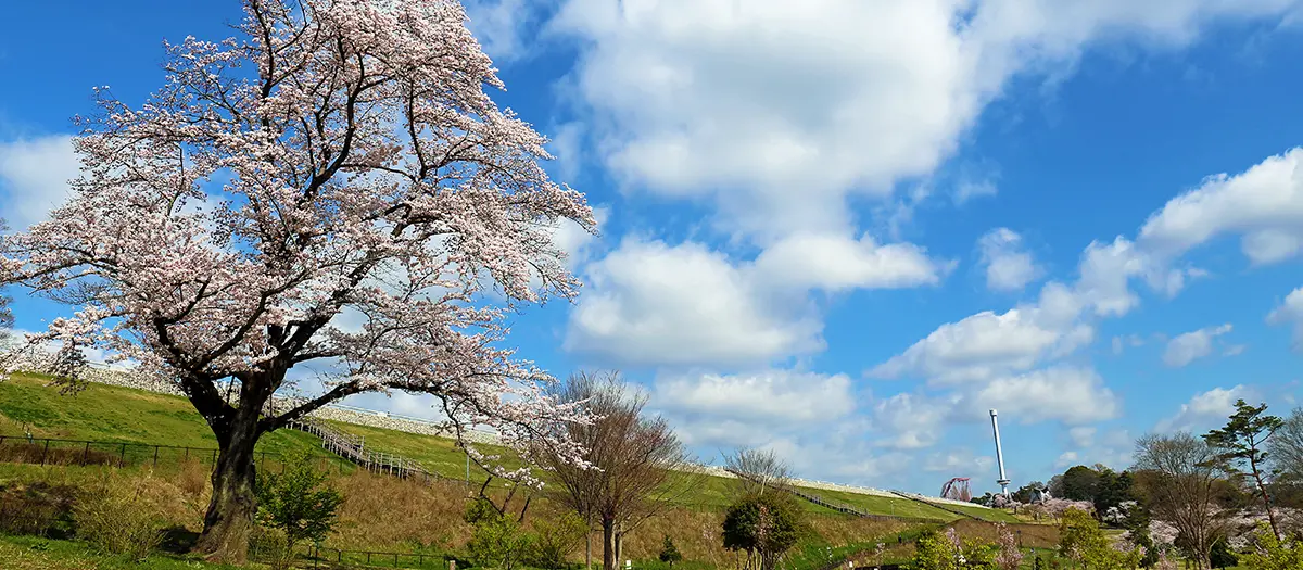 사야마 공원 여행 추천 - 메고지고 사야마 공원 여행 추천 - 메고지고
