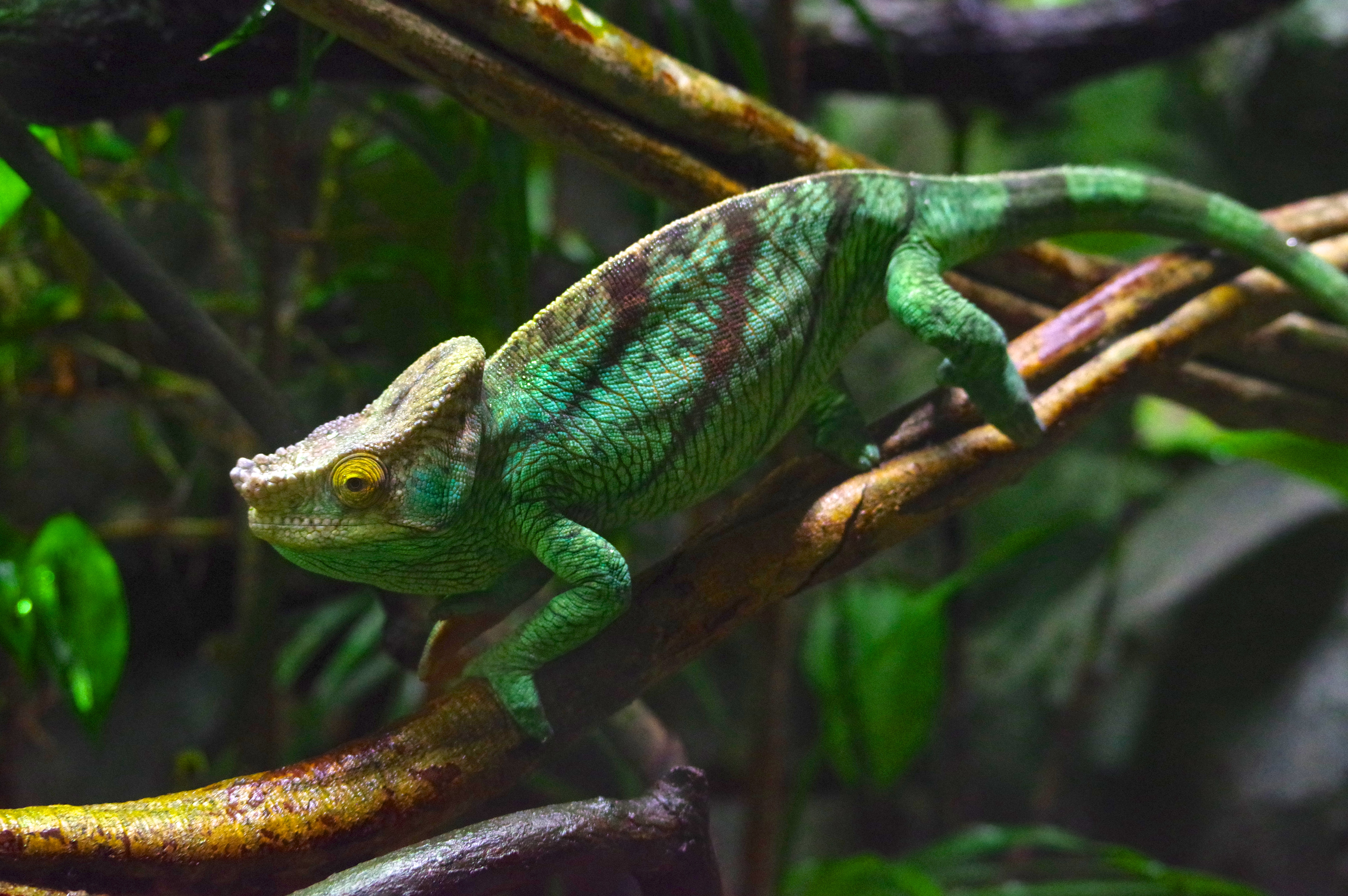 싱가포르 동물원 (Singapore Zoo) 여행 추천 - 로드트립