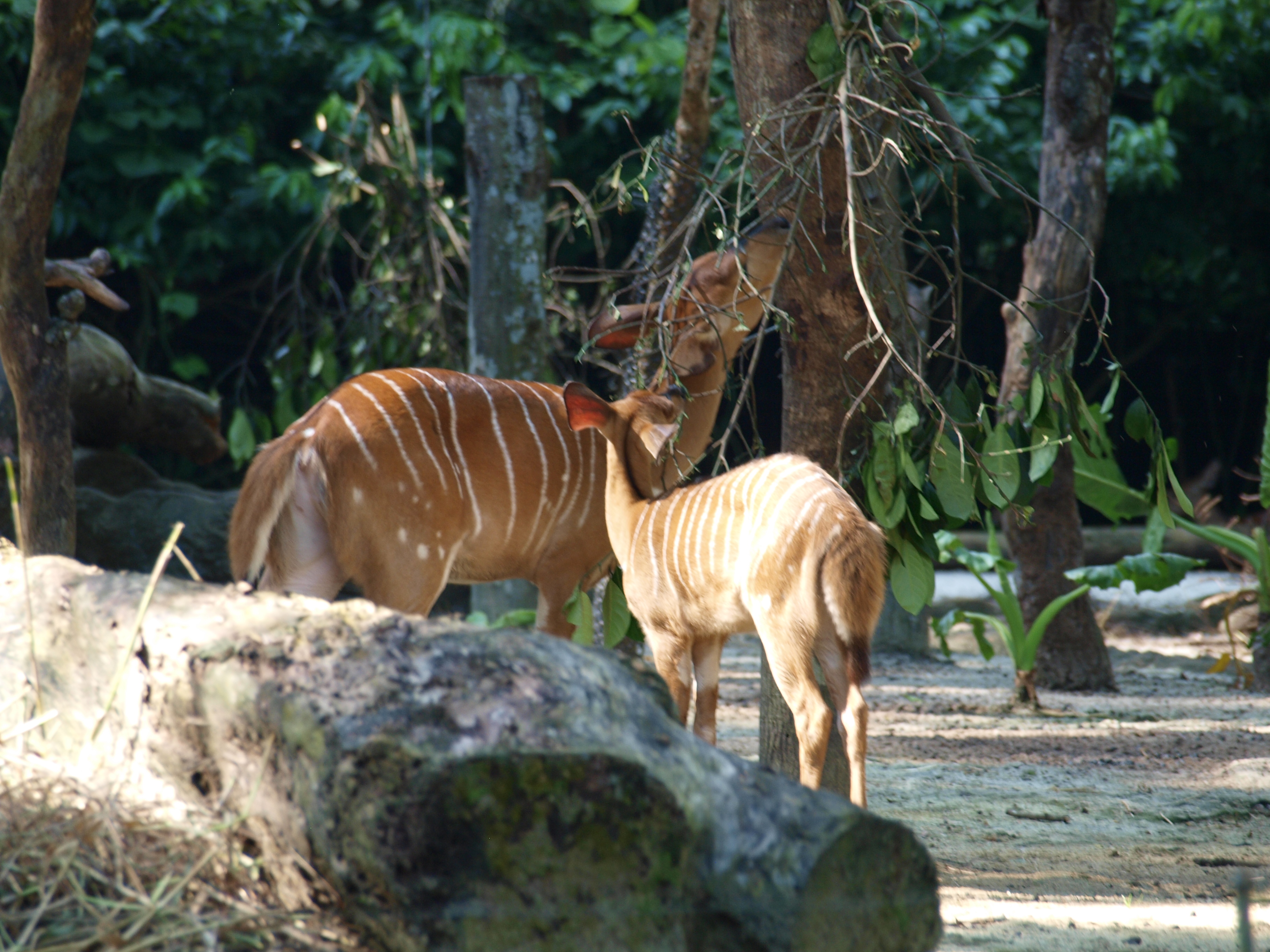 싱가포르 동물원 (Singapore Zoo) 여행 추천 - 로드트립