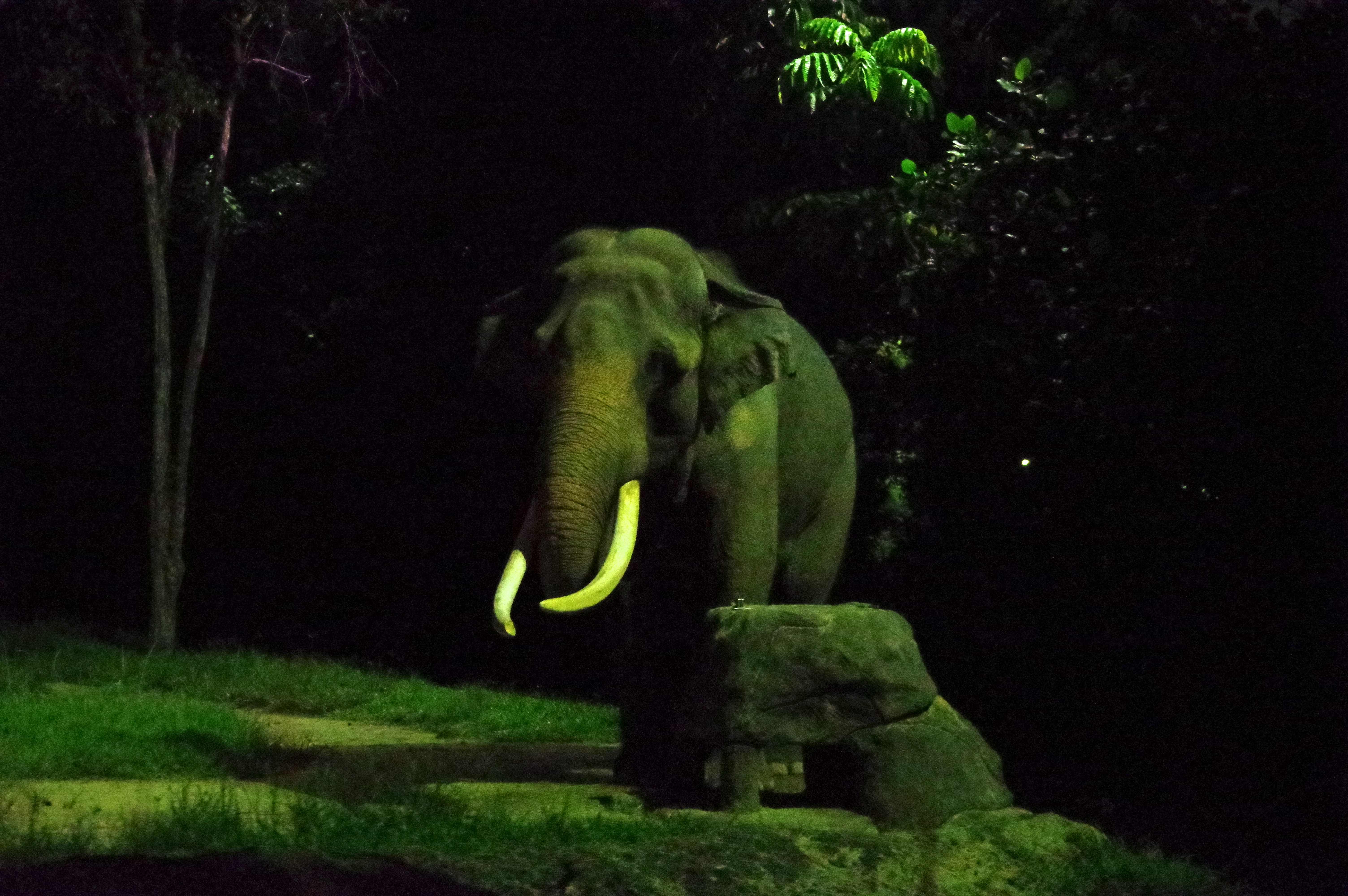 나이트 사파리 (Night Safari)