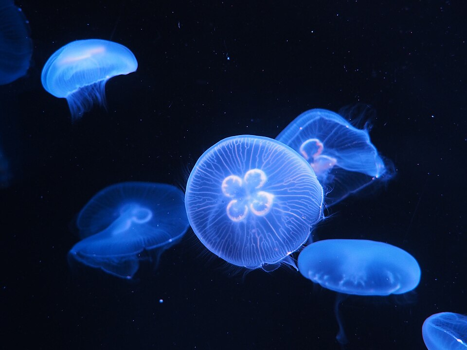 교토 수족관 (Kyoto Aquarium) 여행 추천 - 로드트립