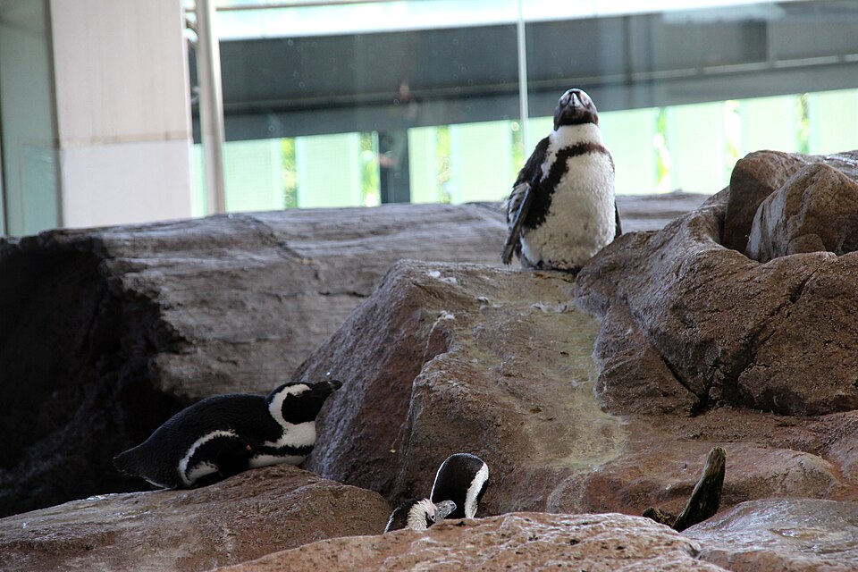 교토 수족관 (Kyoto Aquarium) 여행 추천 - 로드트립