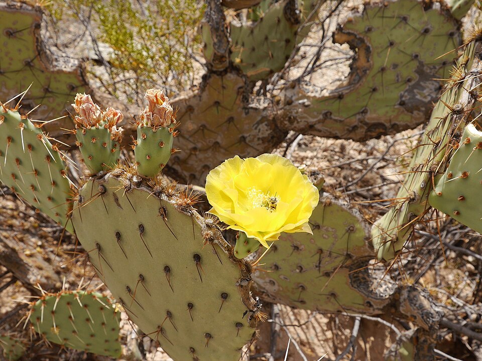 오르간 파이프 선인장 국립기념물 (Organ Pipe Cactus National Monument) 여행 추천 - 로드트립