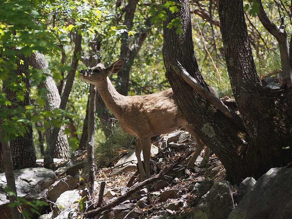 램지 캐니언 보호구역 (Ramsey Canyon Preserve) 여행 추천 - 로드트립