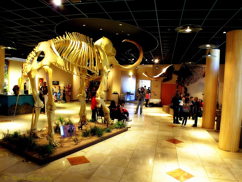 애리조나 자연사박물관 (Arizona Museum of Natural History) 여행 추천 - 로드트립