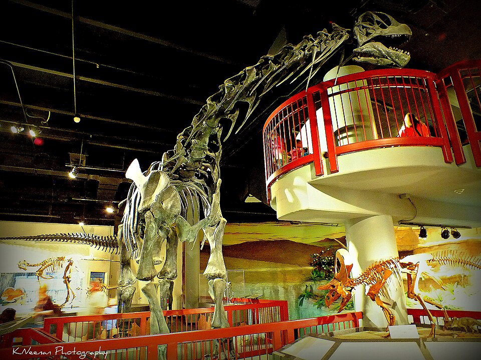 애리조나 자연사박물관 (Arizona Museum of Natural History) 여행 추천 - 로드트립