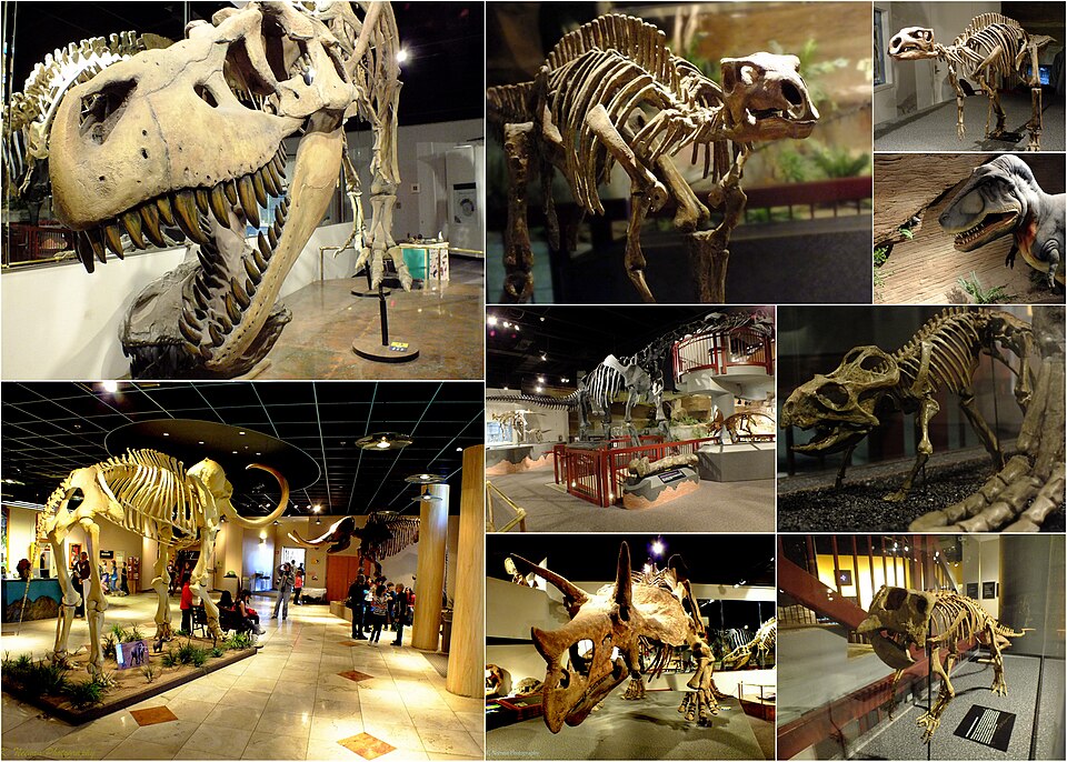 애리조나 자연사박물관 (Arizona Museum of Natural History) 여행 추천 - 로드트립