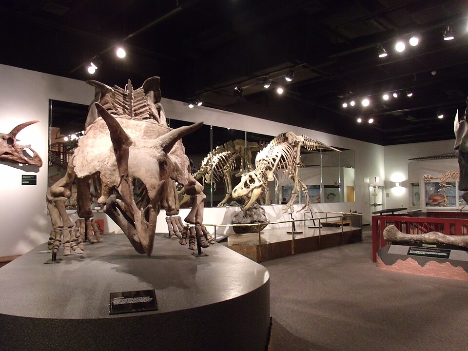애리조나 자연사박물관 (Arizona Museum of Natural History) 여행 추천 - 로드트립