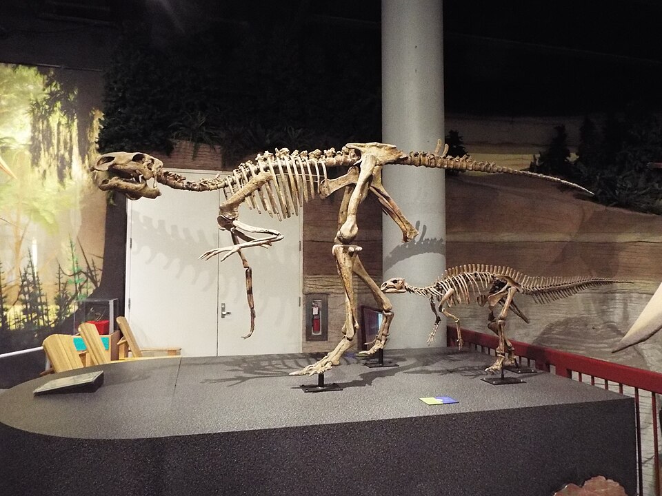 애리조나 자연사박물관 (Arizona Museum of Natural History) 여행 추천 - 로드트립