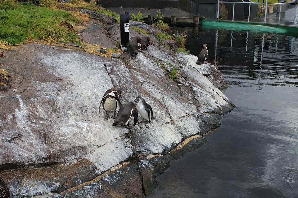 아틀란테르하브스파르켄 수족관 (Atlanterhavsparken Ålesund Aquarium) 여행 추천 - 로드트립