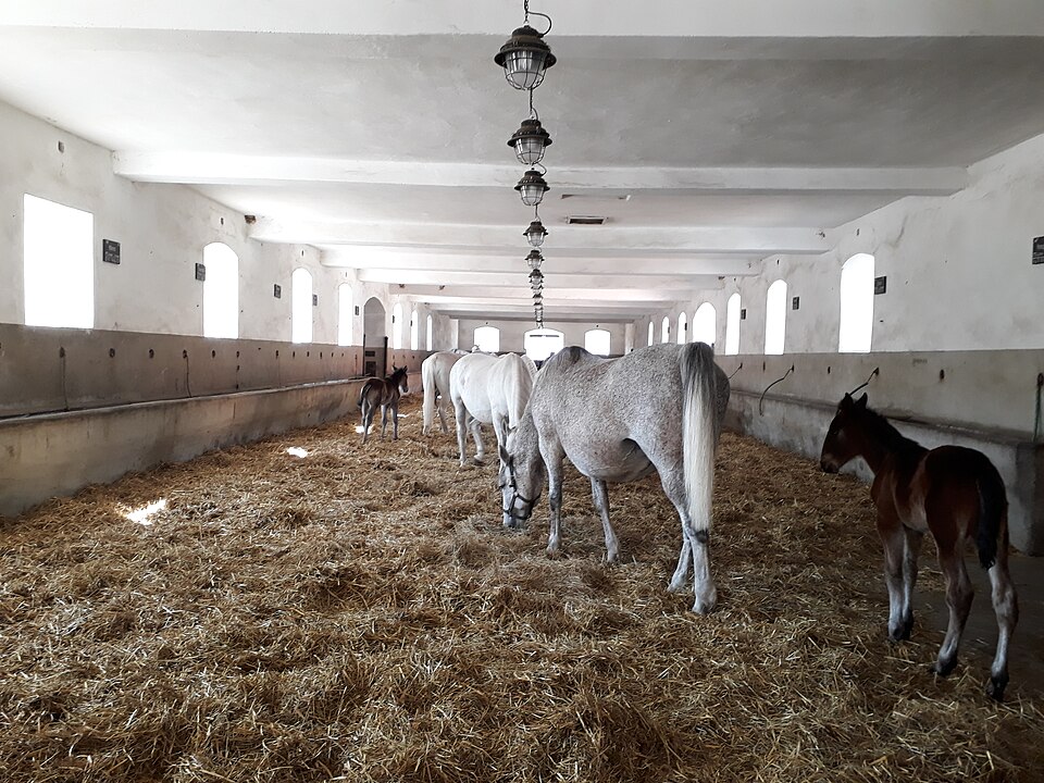 클라드루비나트라벰 국립 종마장 (National Stud Kladruby nad Labem) 여행 추천 - 로드트립