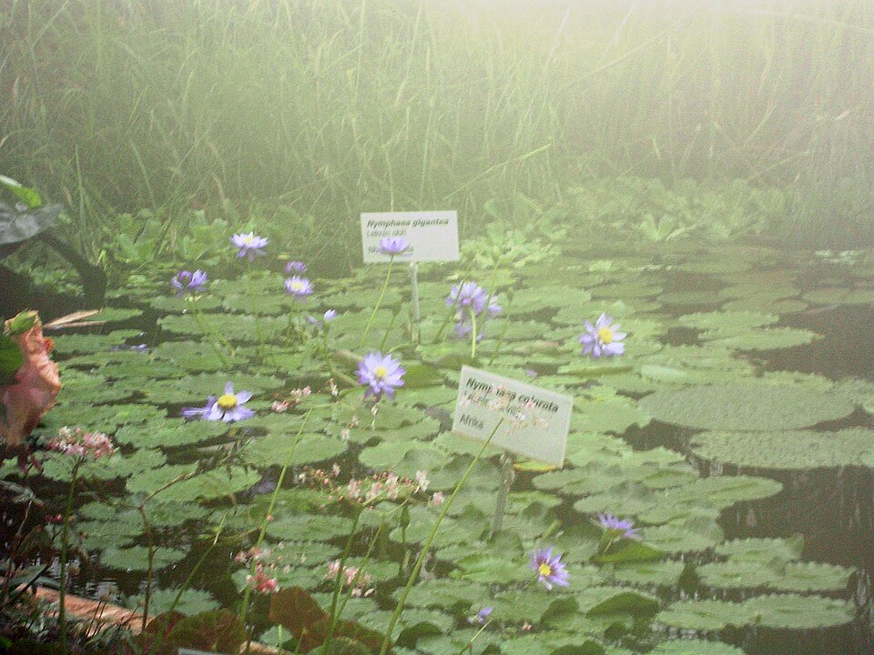 리베레츠 식물원 (Liberec Botanical Garden) 여행 추천 - 로드트립