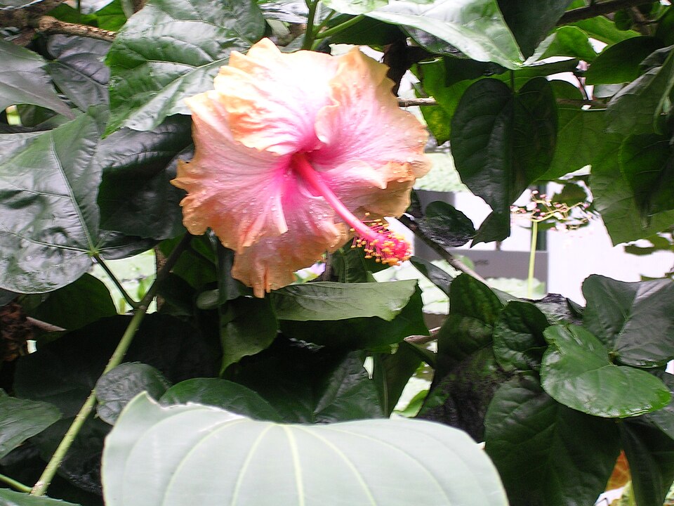 리베레츠 식물원 (Liberec Botanical Garden) 여행 추천 - 로드트립