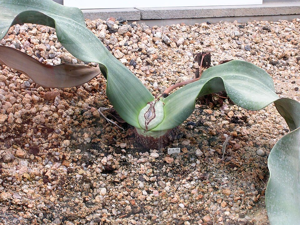 리베레츠 식물원 (Liberec Botanical Garden) 여행 추천 - 로드트립
