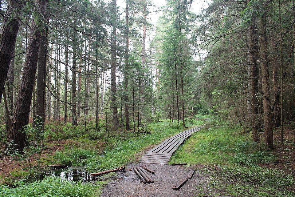 체르베네 블라토 이탄습지 (Červené Blato Nature Trail) 여행 추천 - 로드트립