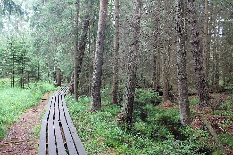 체르베네 블라토 이탄습지 (Červené Blato Nature Trail) 여행 추천 - 로드트립