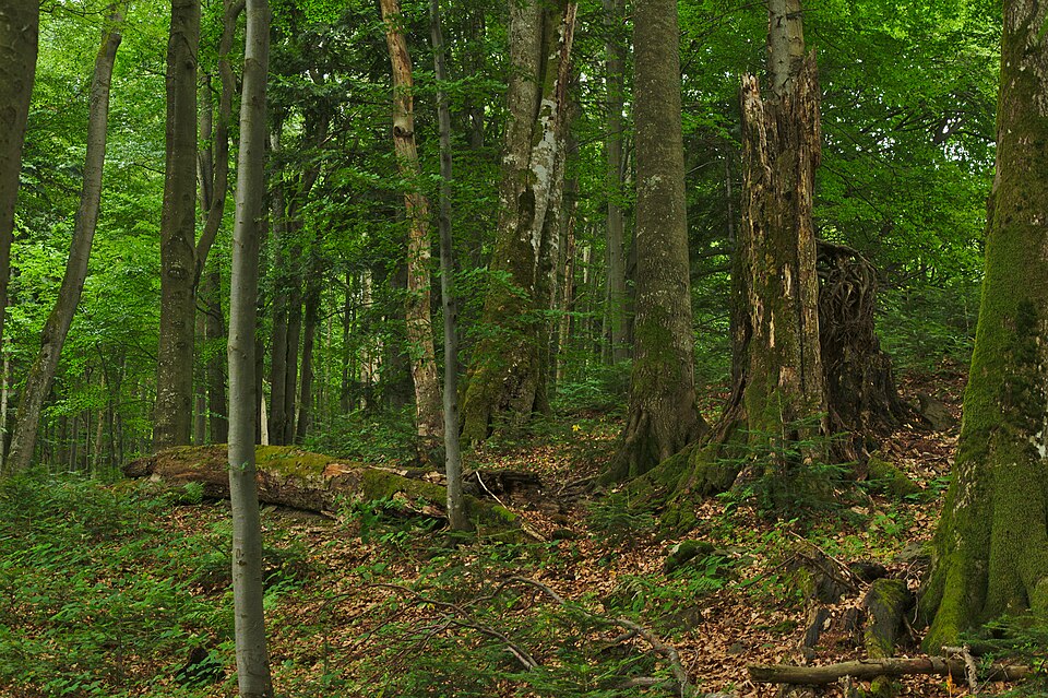 스투지차 원시 너도밤나무숲 (Stužica Primeval Beech Forest) 여행 추천 - 로드트립