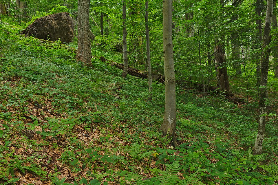 스투지차 원시 너도밤나무숲 (Stužica Primeval Beech Forest) 여행 추천 - 로드트립