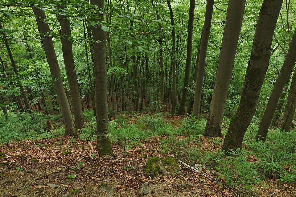 스투지차 원시 너도밤나무숲 (Stužica Primeval Beech Forest) 여행 추천 - 로드트립