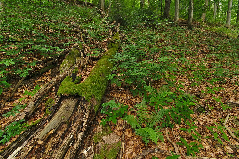 스투지차 원시 너도밤나무숲 (Stužica Primeval Beech Forest) 여행 추천 - 로드트립