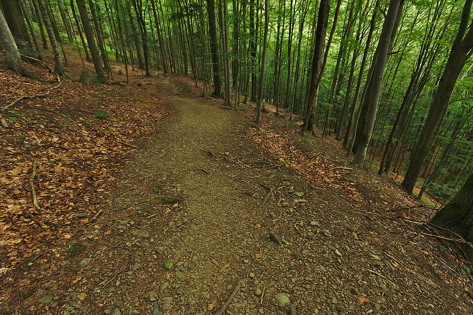 스투지차 원시 너도밤나무숲 (Stužica Primeval Beech Forest) 여행 추천 - 로드트립