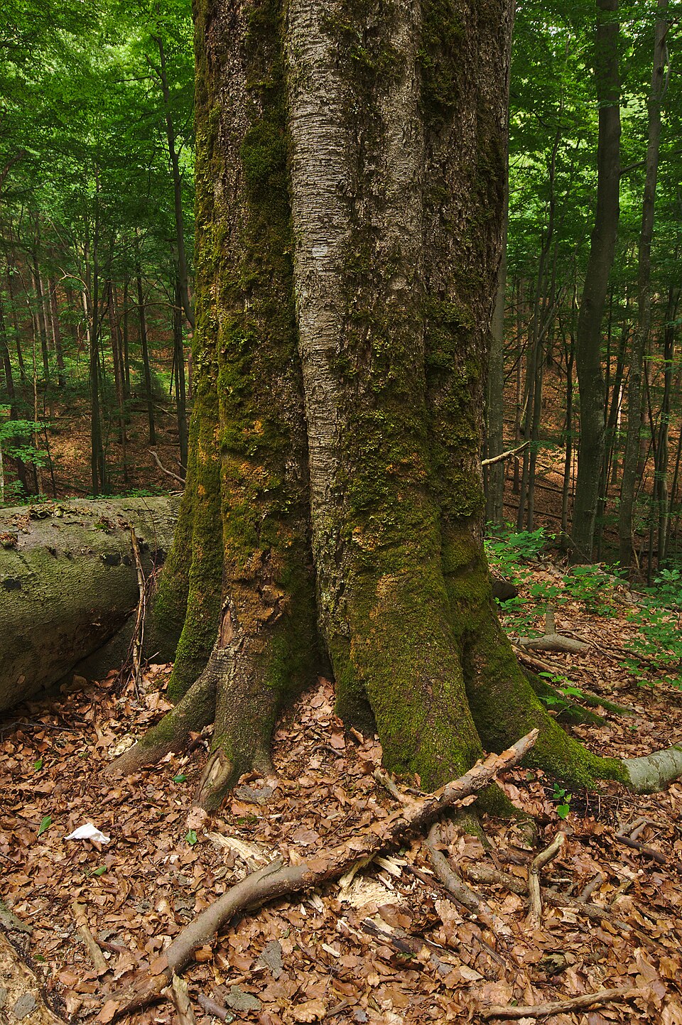 스투지차 원시 너도밤나무숲 (Stužica Primeval Beech Forest) 여행 추천 - 로드트립