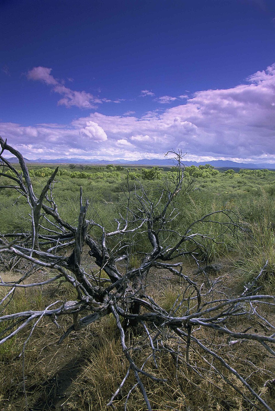 샌버너디노 국립야생동물보호구역 (San Bernardino National Wildlife Refuge) 여행 추천 - 로드트립