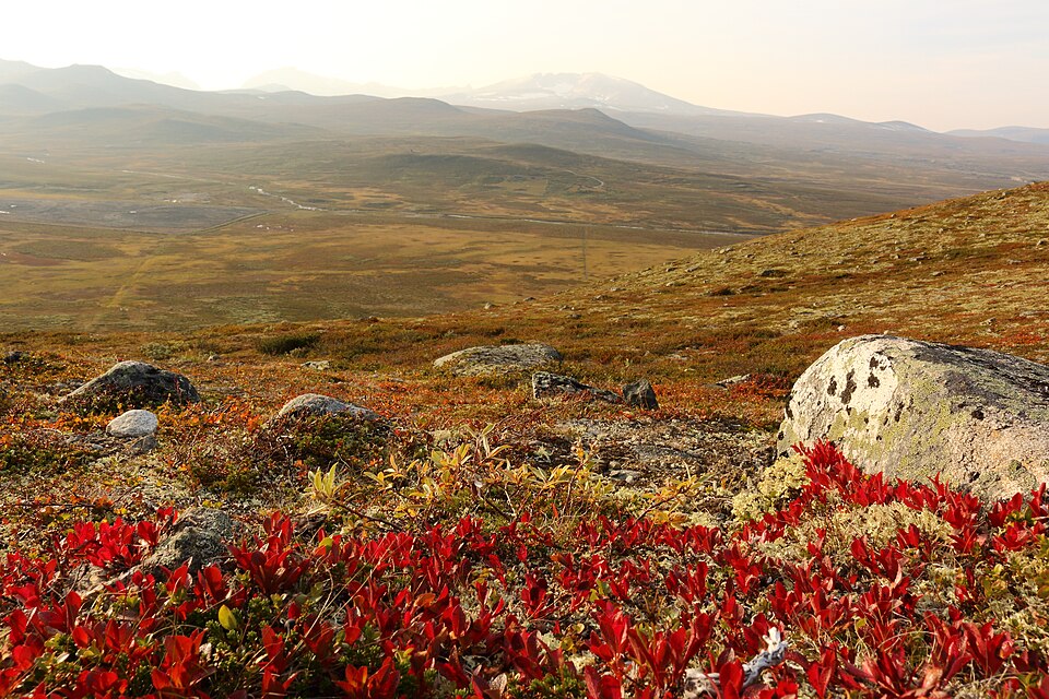 도브레피엘–순달스피엘라 국립공원 (Dovrefjell–Sunndalsfjella nasjonalpark) 여행 추천 - 로드트립