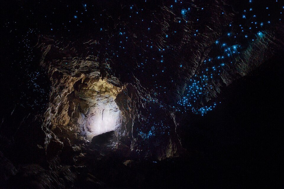 와이토모 반딧불 동굴 (Waitomo Glowworm Caves) 여행 추천 - 로드트립