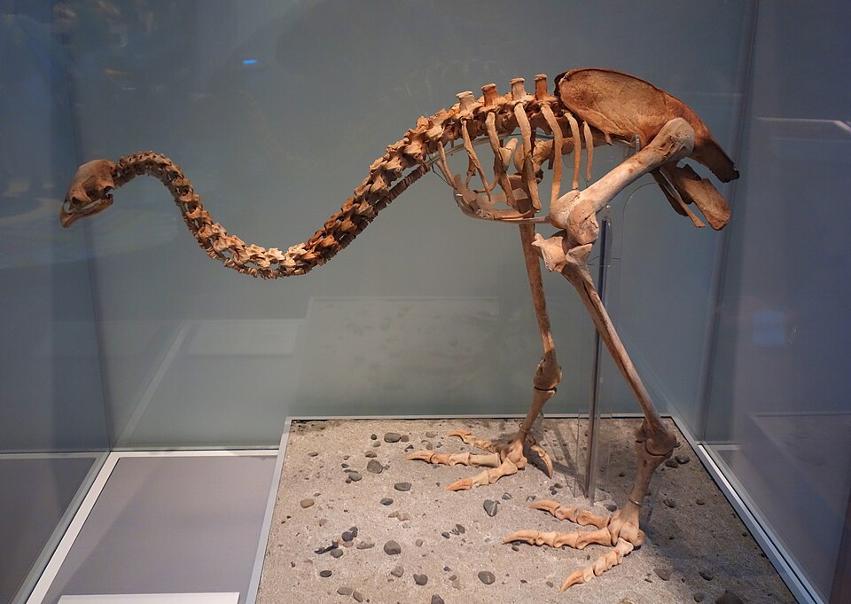 뉴질랜드 국립박물관 테 파파 통가레와 (Museum of New Zealand Te Papa Tongarewa) 여행 추천 - 로드트립
