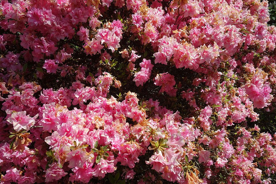 크라이스트처치 보태닉 가든 (Christchurch Botanic Gardens) 여행 추천 - 로드트립