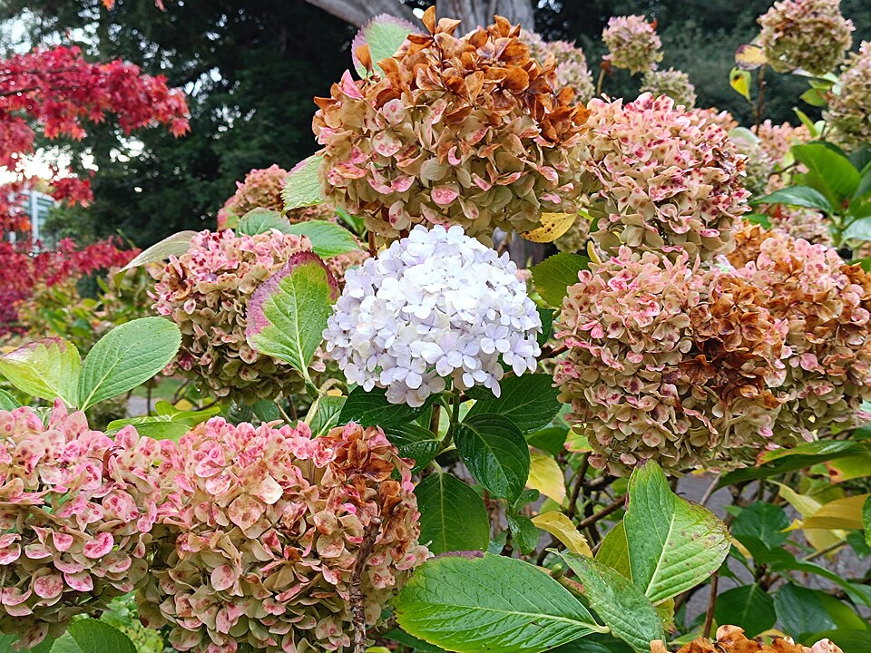 크라이스트처치 보태닉 가든 (Christchurch Botanic Gardens) 여행 추천 - 로드트립