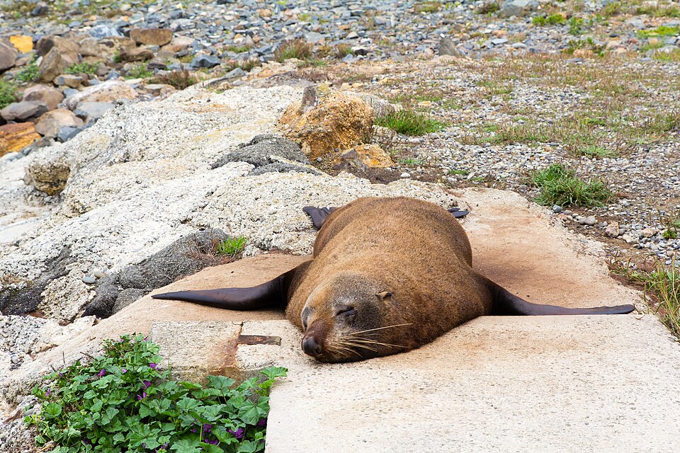 오아마루 쇠푸른펭귄 서식지 (Ōamaru Blue Penguin Colony) 여행 추천 - 로드트립