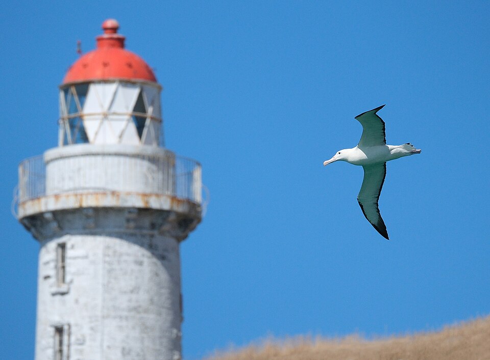 로열 앨버트로스 센터·푸케쿠라 (Royal Albatross Centre / Pukekura) 여행 추천 - 로드트립