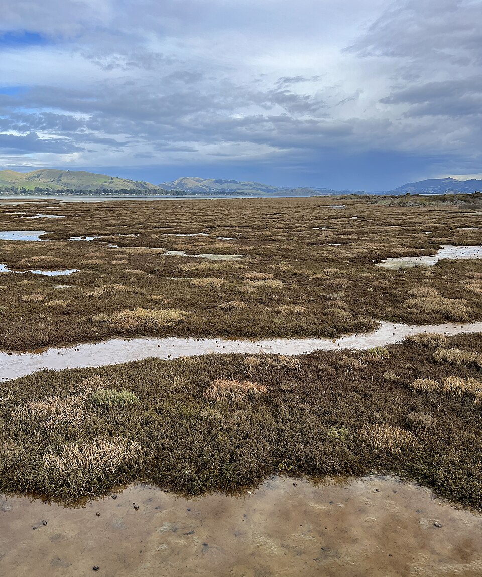 아라모아나 염습지와 모래곶 (Aramoana Saltmarsh and Spit) 여행 추천 - 로드트립