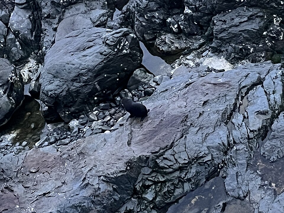 오하우 포인트 물개 전망대 (Ōhau Point Seal Viewing Area) 여행 추천 - 로드트립
